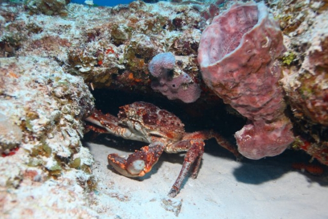  Sea crab 